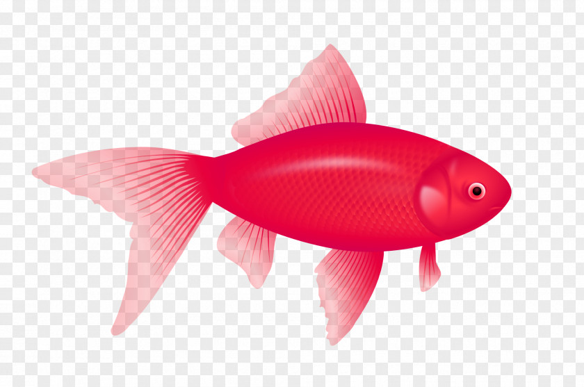 Goldfish Fish Desktop Wallpaper Clip Art PNG