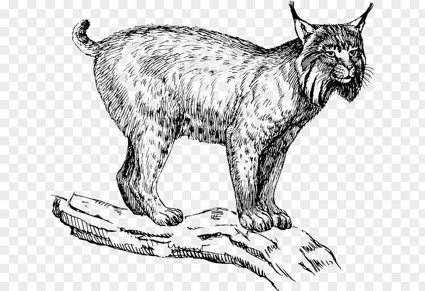 Lion Eurasian Lynx Felidae Wildcat Bobcat Clip Art PNG