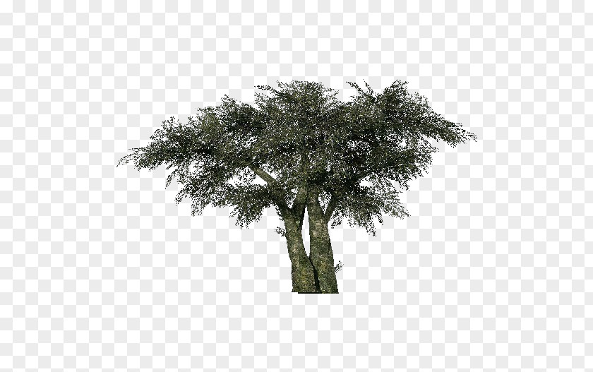 Tree Olive Computer Software Project Three-dimensional Space PNG