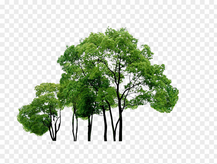 Trees Tree Download Computer File PNG