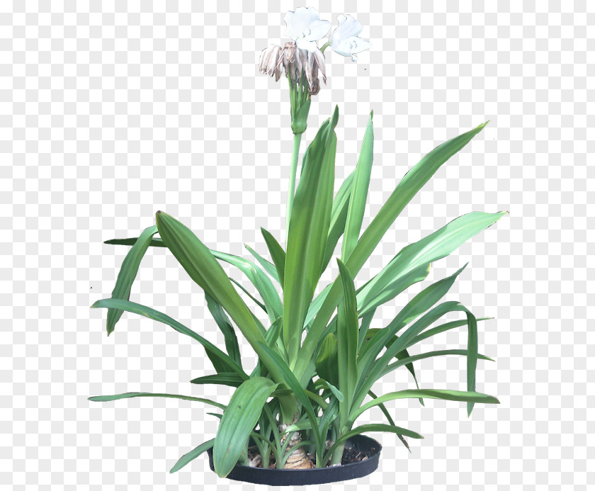 Tropical Plant Hymenocallis Littoralis Flowering Tropics PNG