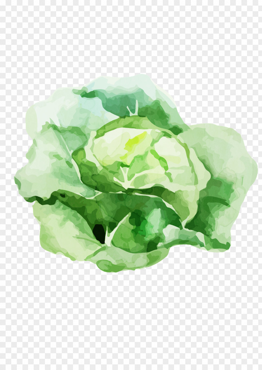 Cabbage Food Veggie Burger Vegetarian Cuisine Vegetable Pharmaceutical Drug PNG