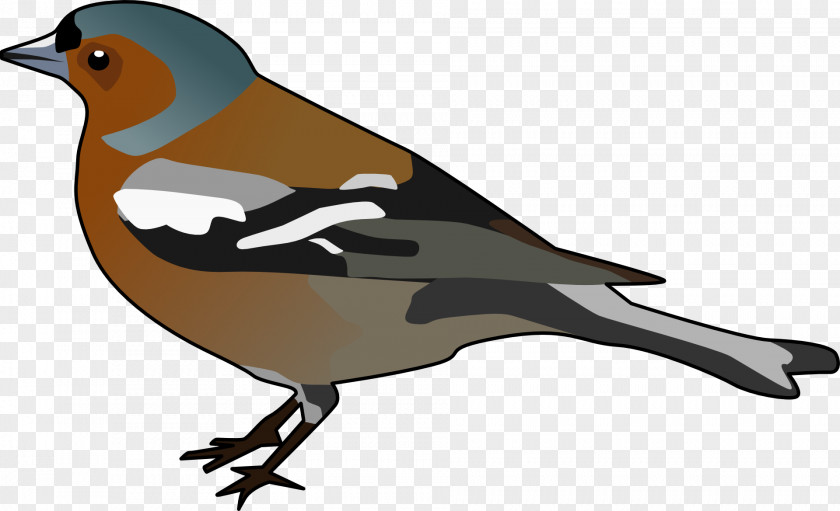 Hop Clipart Common Chaffinch Bird Clip Art PNG