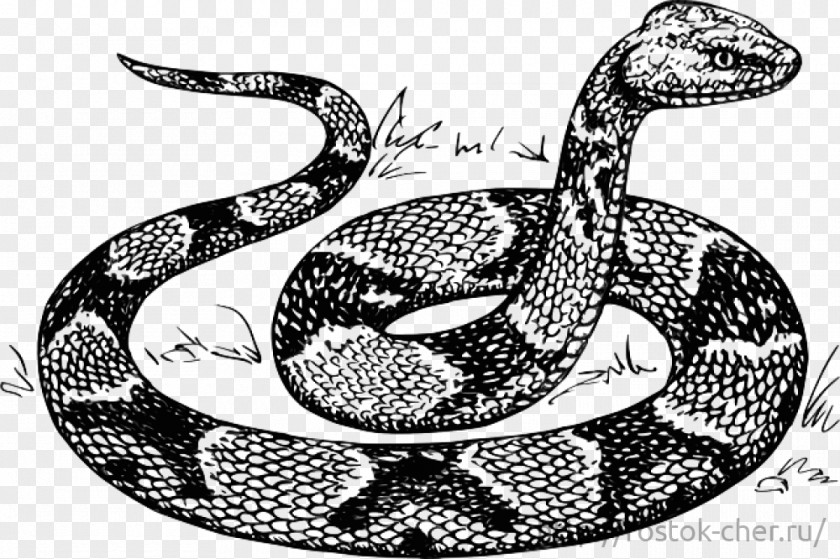 Snake Boa Constrictor Rattlesnake Kingsnakes Hognose PNG
