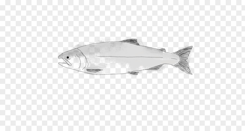 Superior Coho Salmon Product Design Fish PNG