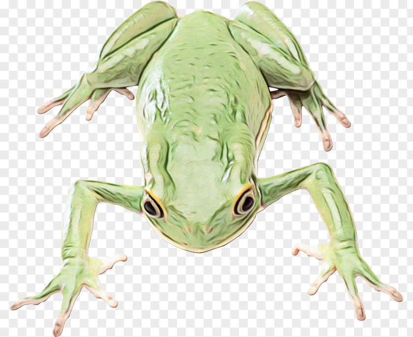 True Frog Amphibians Edible PNG