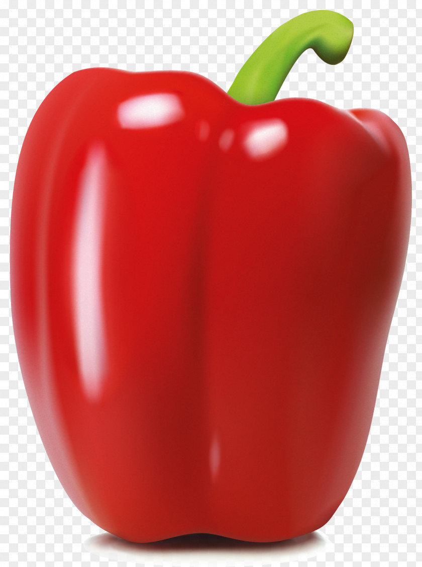 Vector Hand Painted Real Pepper Chili Red Bell Pimiento PNG