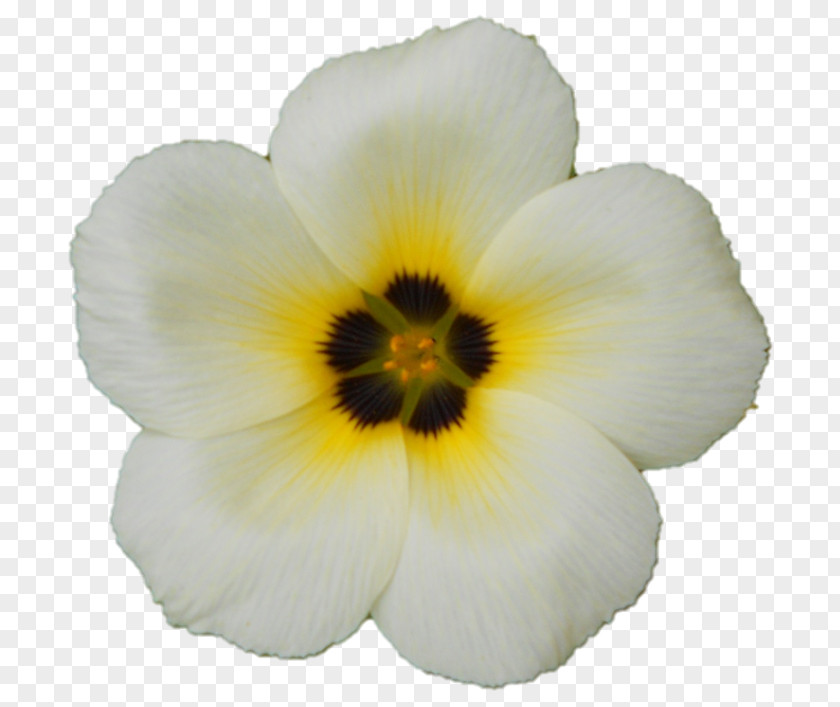 Devi Pansy Herbaceous Plant PNG