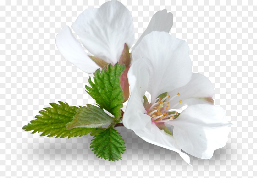 Flower Image Vector Graphics Download PNG