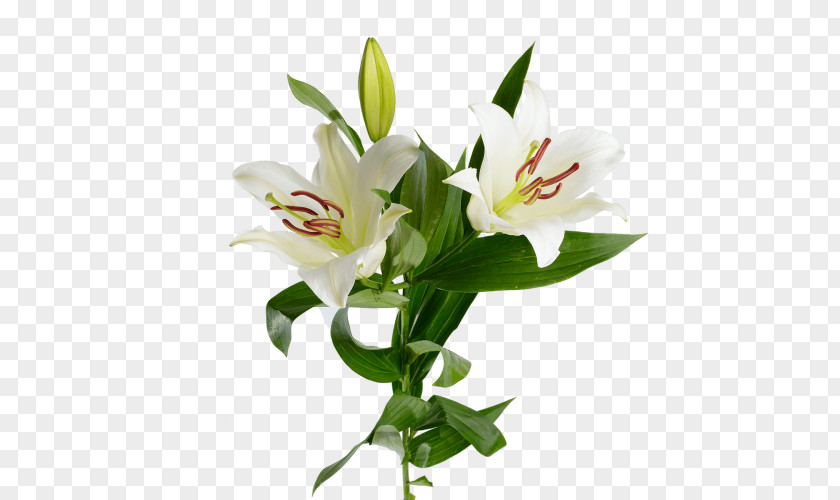 Flower Lilium ×hollandicum Cut Flowers Madonna Lily Garden Roses PNG