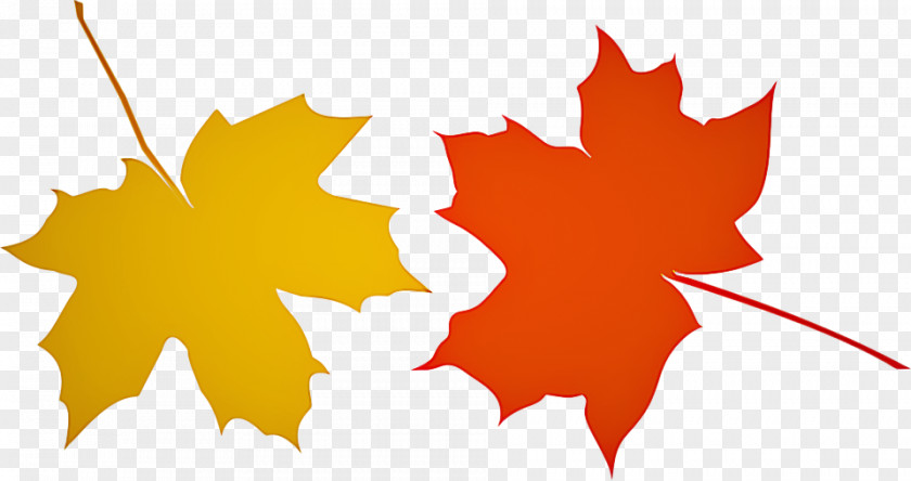 Maple Plant Leaf PNG