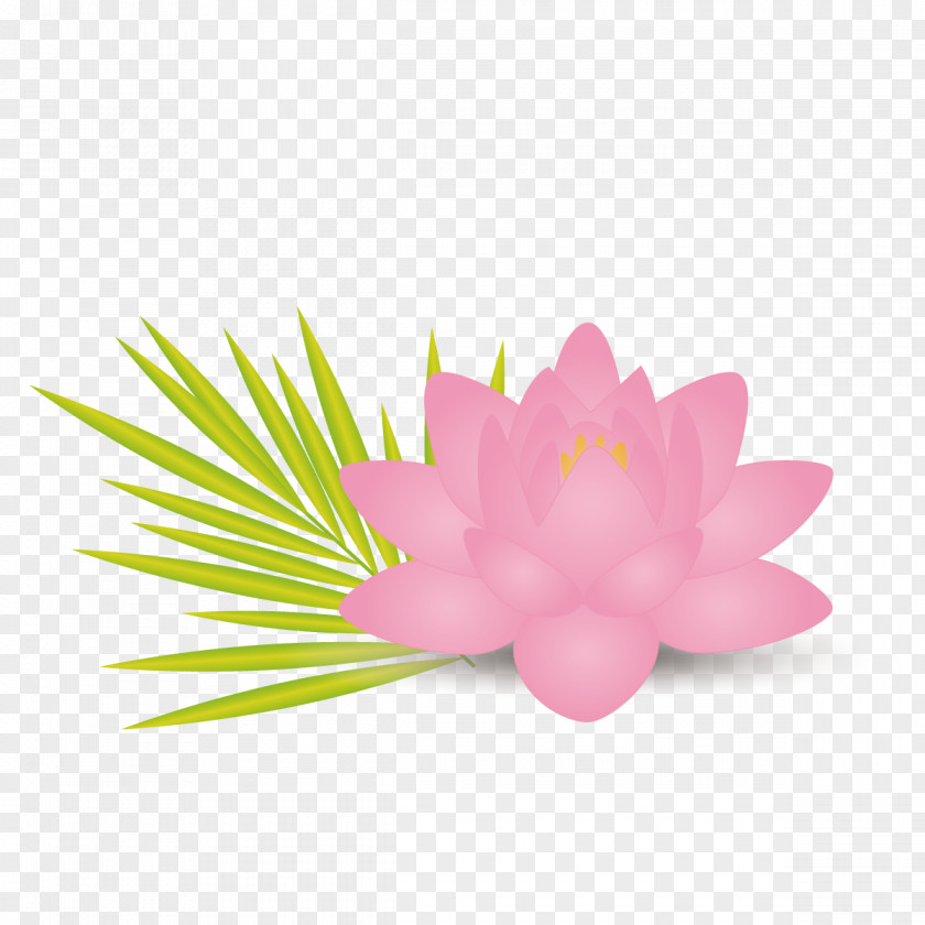 Vector Pink Lotus Nelumbo Nucifera Effect Flower Leaf Euclidean PNG
