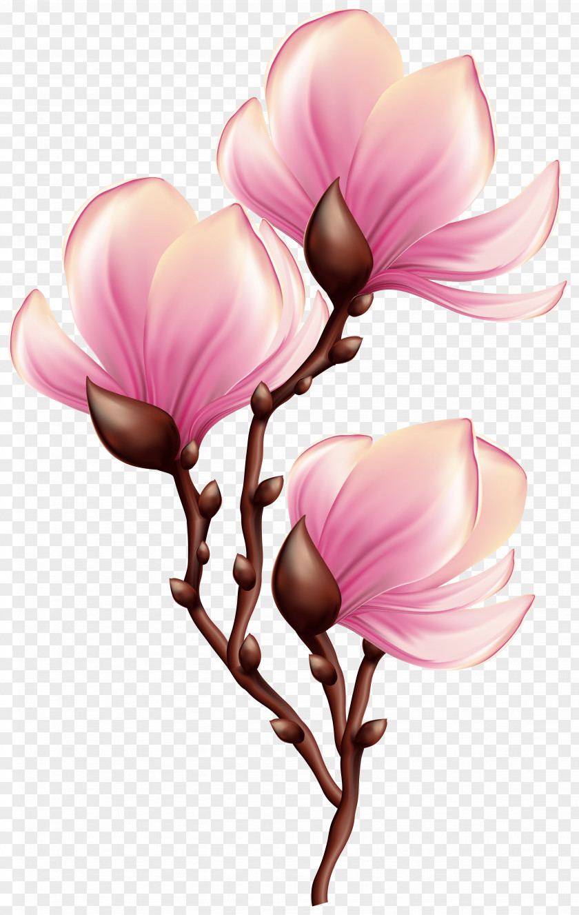 Beautiful Blooming Branch Transparent Clip Art Image Blossom PNG