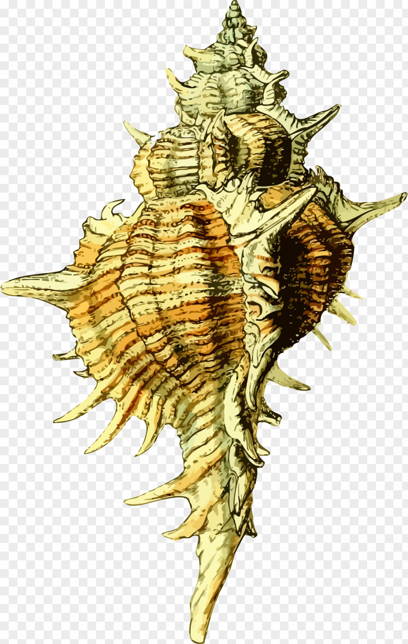 Conch Seashell Molluscs Clip Art PNG