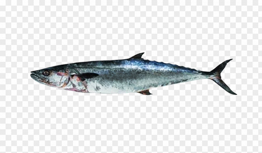 Fish Thunnus Mackerel Sardine Oily Salmon PNG