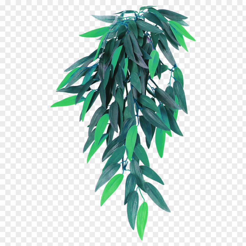 Plant Houseplant Arecaceae Hanging Basket Flowerpot PNG
