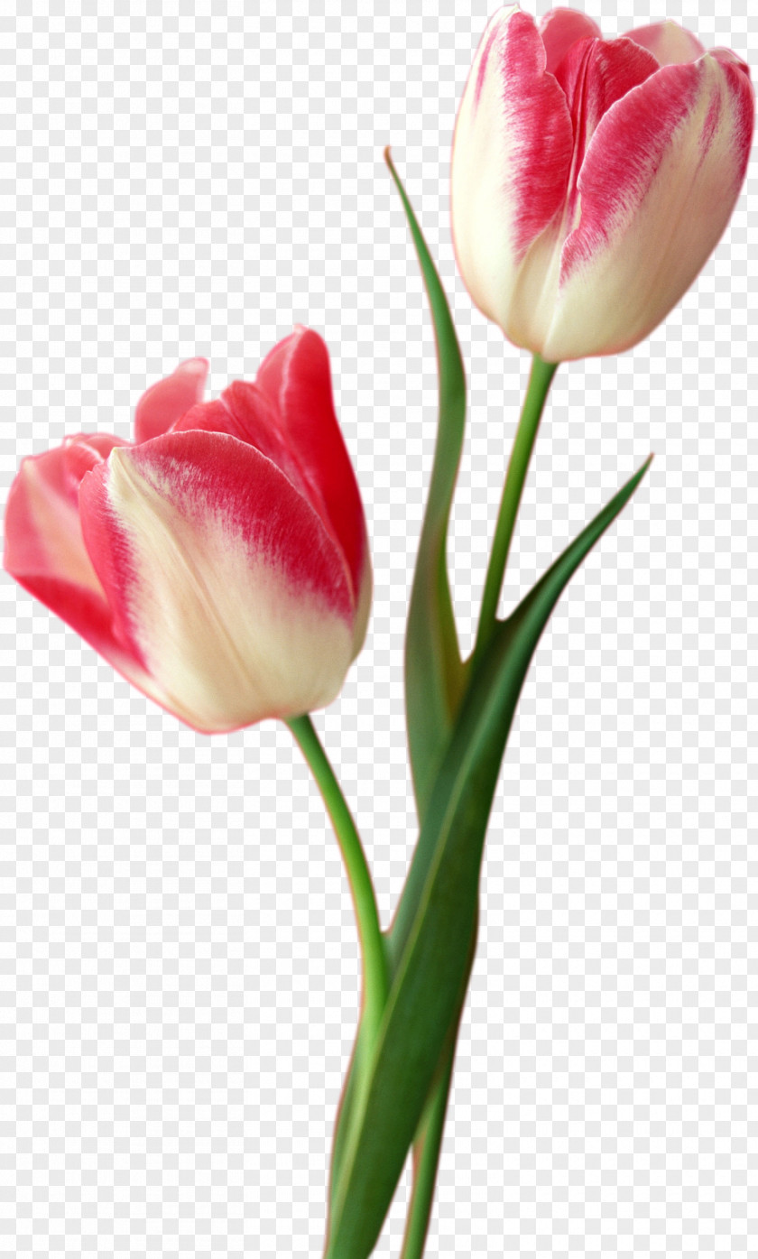 Texture Tulip Material Flower Computer File PNG