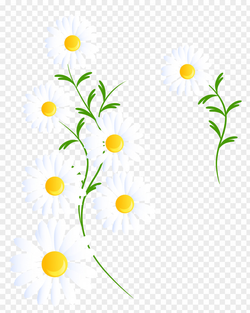 Camomile Flower Clip Art PNG