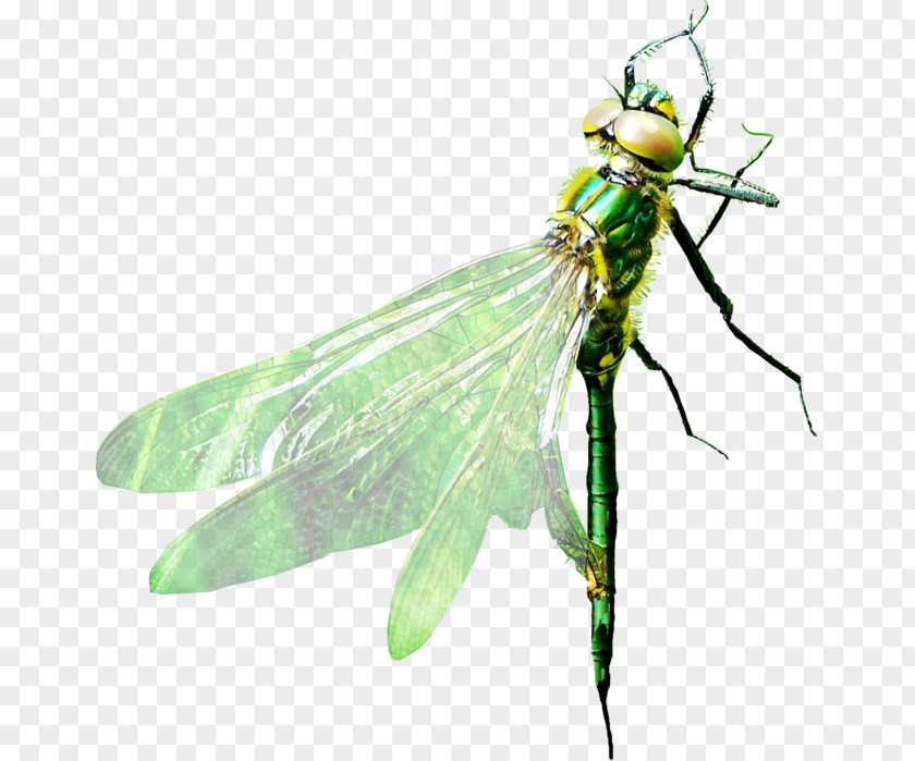 Dragonfly Pterygota PNG