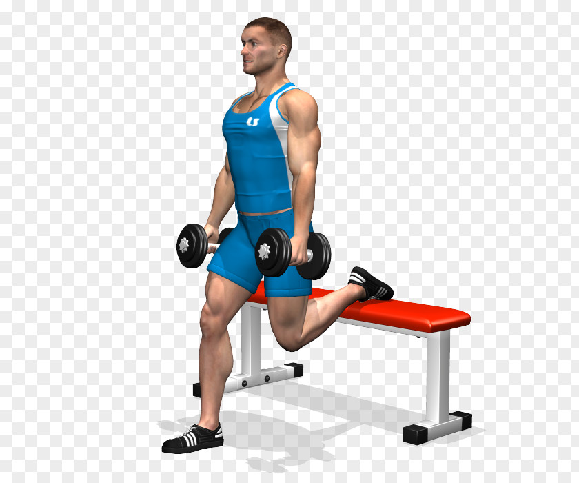 Dumbbell Squat Exercise Quadriceps Femoris Muscle PNG
