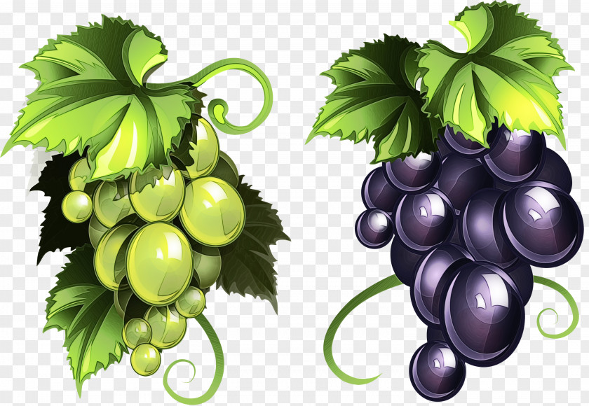 Food Vitis Grape Leaves Grapevine Family Leaf Fruit PNG