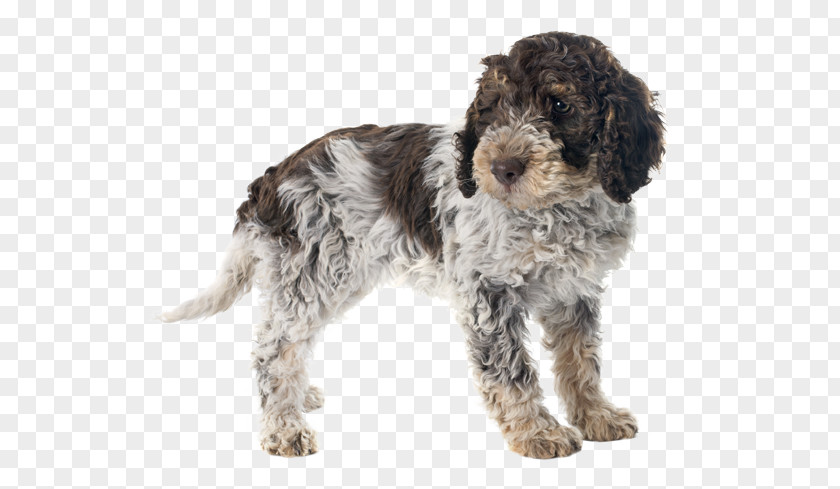 Long Hair Dog Breeds Lagotto Romagnolo Portuguese Water Spanish Golden Retriever Puppy PNG