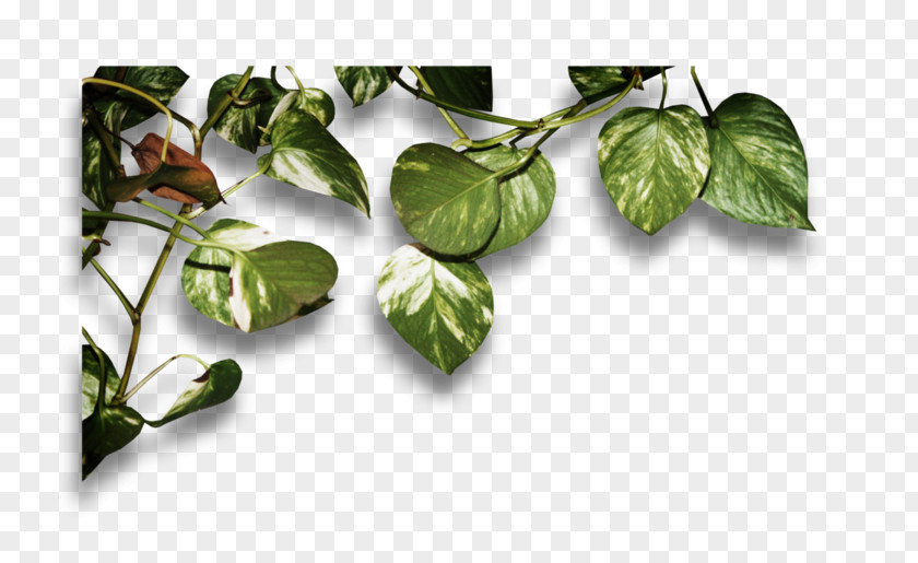 Tatsoi Feuilles Leaf Vegetable PNG