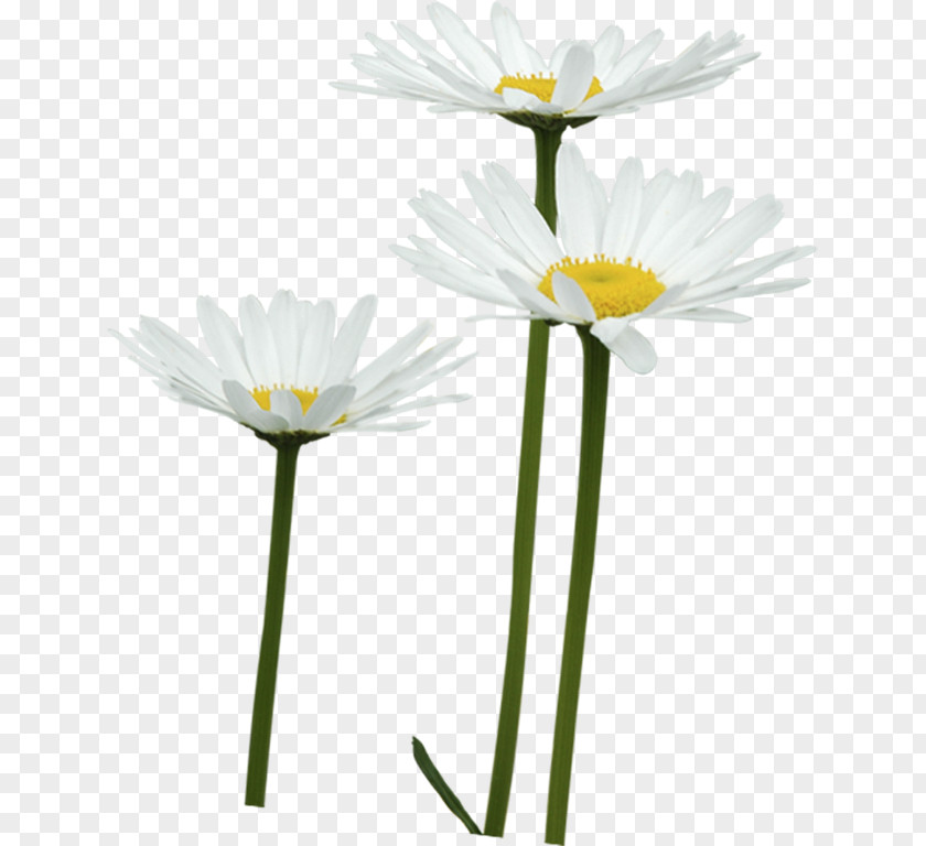 Flower Common Daisy Oxeye Family Chamomile PNG