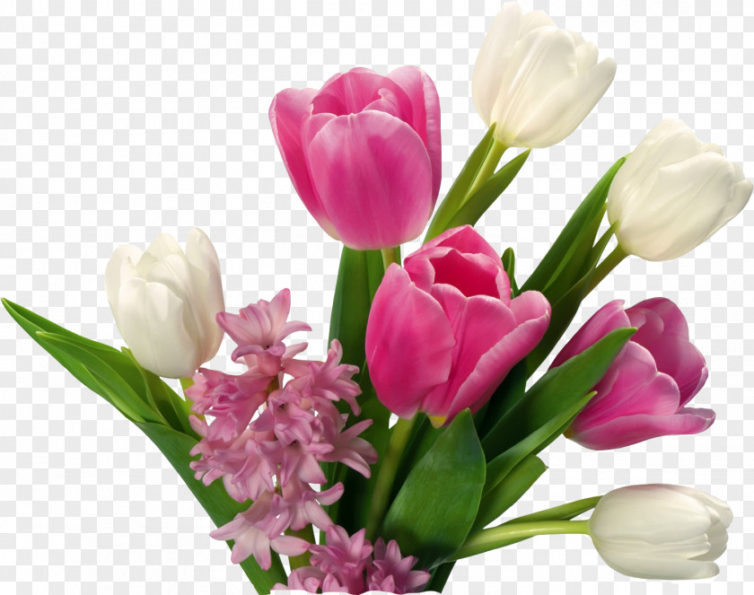 Lily Family Bouquet Flower Petal Cut Flowers Tulip Pink PNG