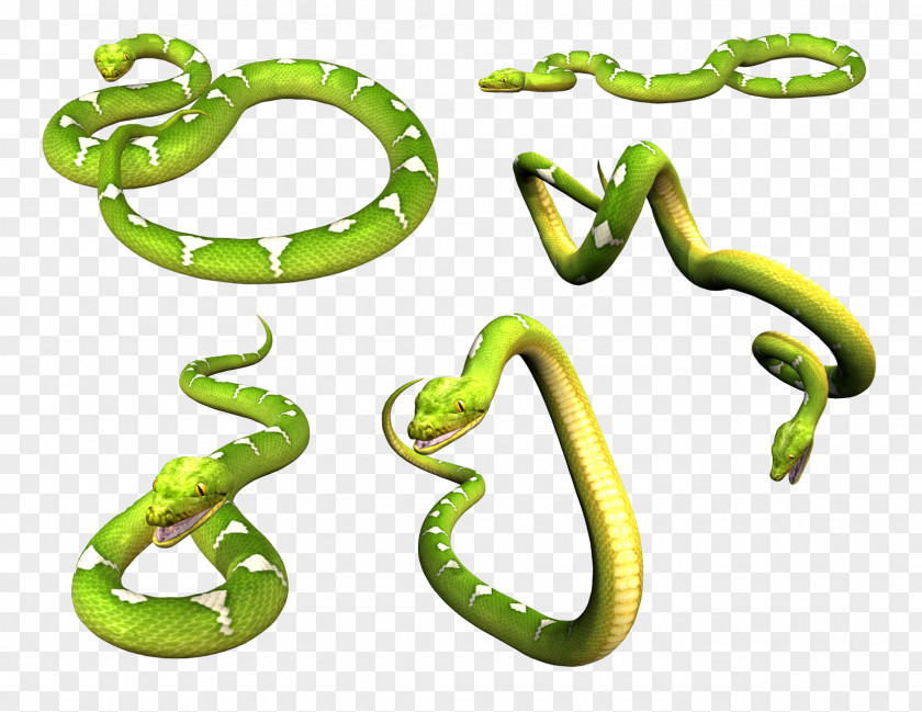 Snake Smooth Green Eastern Mamba PNG
