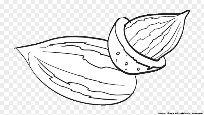 Almond Drawing Line Art Sketch PNG