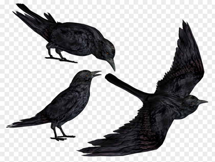 Crow Clipart Crows Bird Clip Art PNG