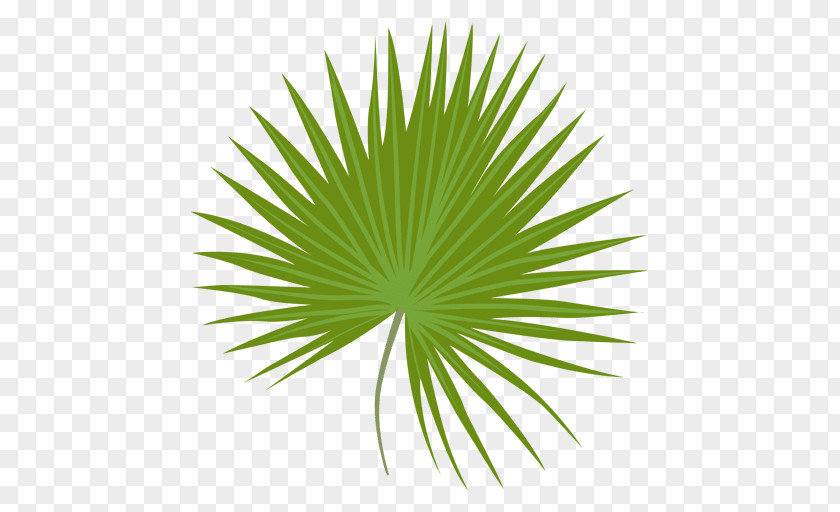 Palm Leaves Sabal Minor Leaf Arecaceae PNG