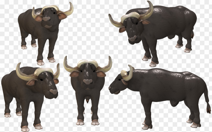 Cape Buffalo Water Bison African Cattle Spore PNG