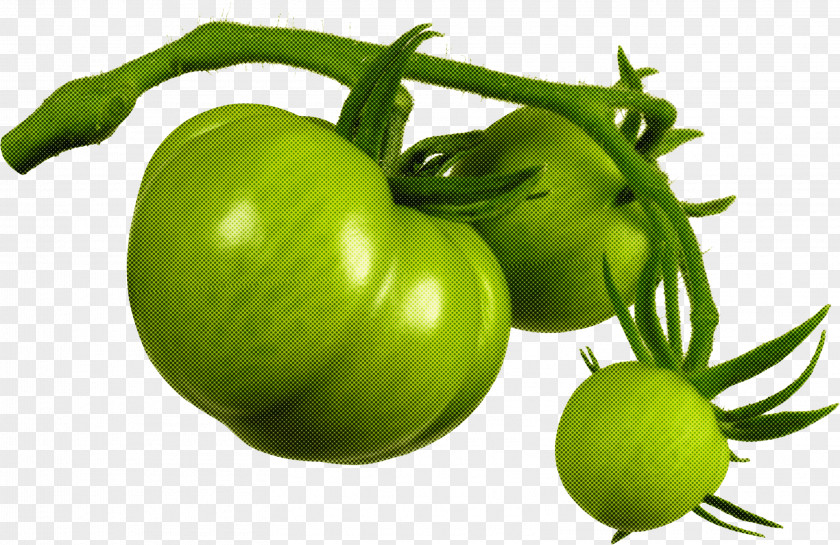 Fruit Bush Tomato PNG