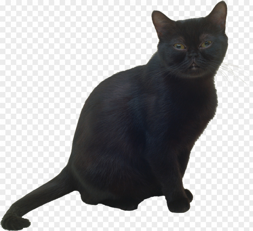 Black Cat Bombay Burmese Korat Havana Brown PNG