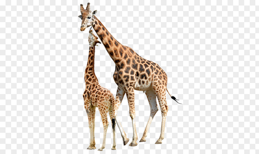 Giraffe Transparent Reticulated Stock Photography Baby Giraffes Northern Image PNG