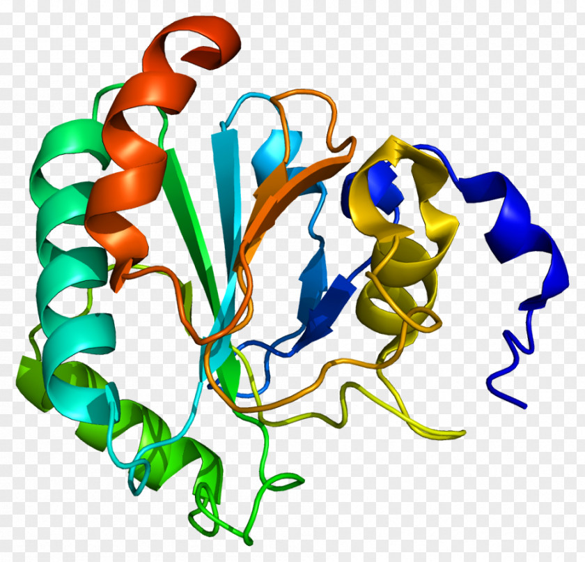 Glutathione Peroxidase GPX4 Enzyme PNG