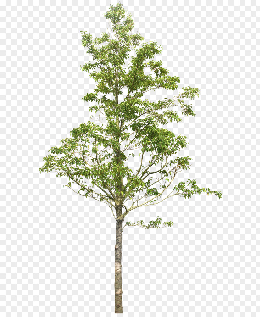 Green Trees Quina Royalty-free Image Photography PNG