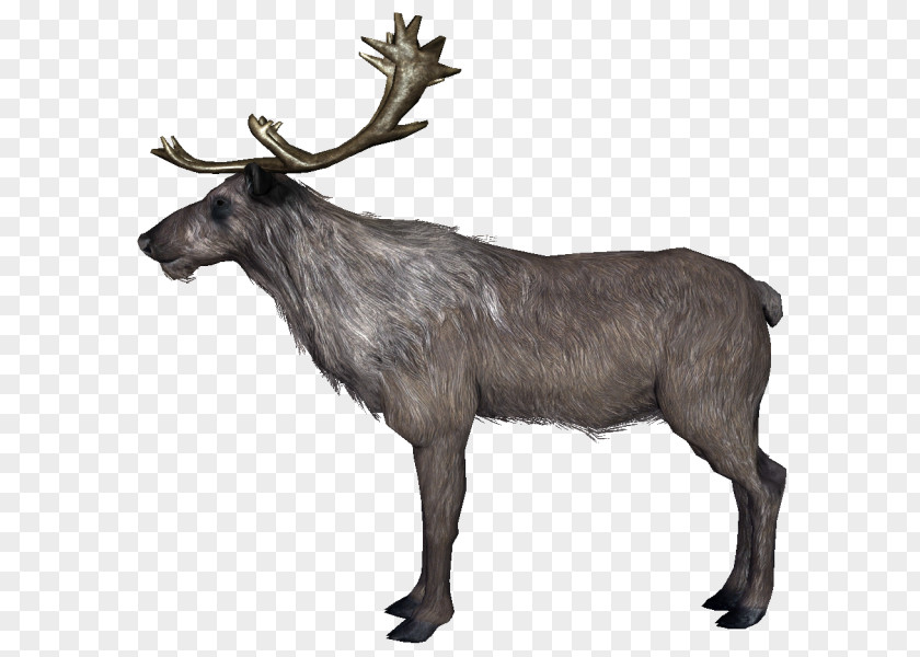 Reindeer Food Chain The Elder Scrolls V: Skyrim Antler PNG