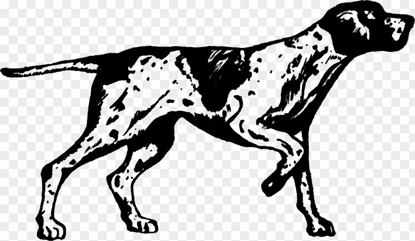 Braque Francais Gun Dog Drawing PNG