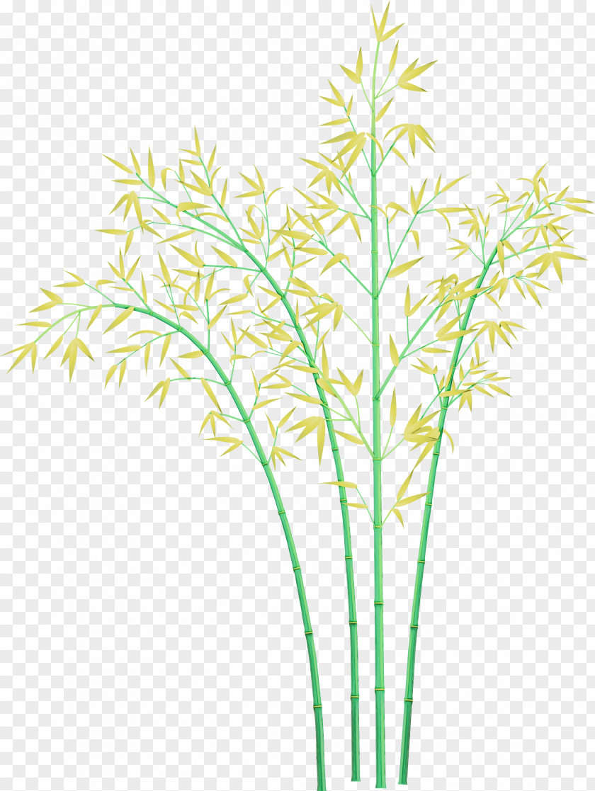 Grass Plant Stem Family Leaf PNG