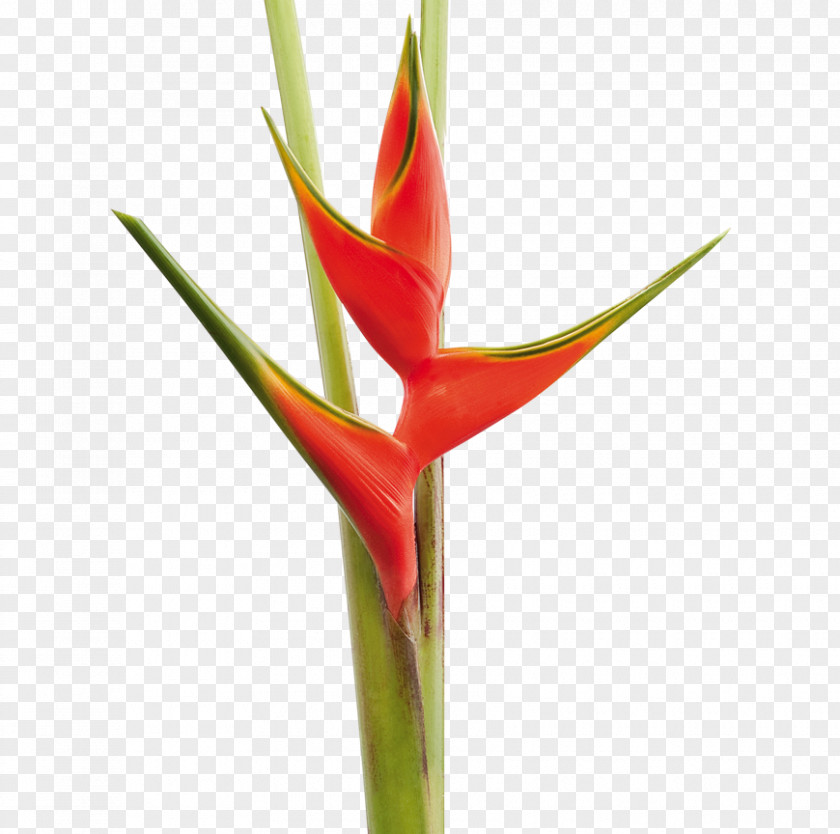 Heliconia Lobster-claws Bird Of Paradise Flower Cut Flowers Plants PNG