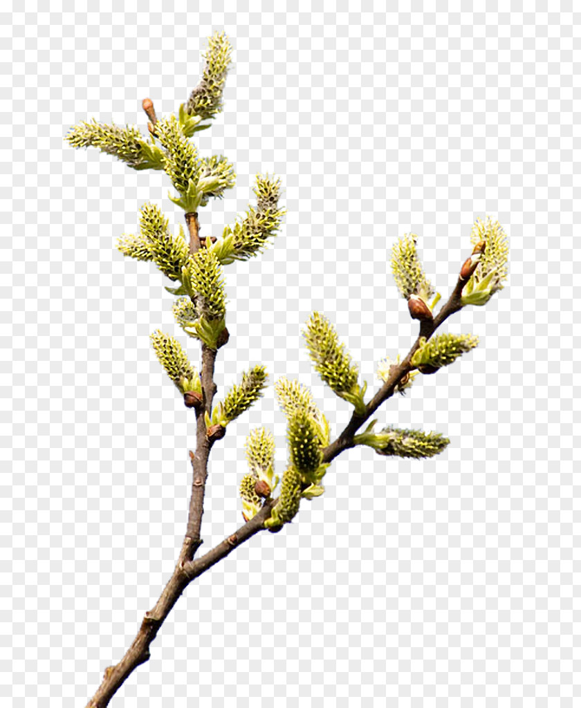 Internet Willow Palm Sunday Clip Art PNG