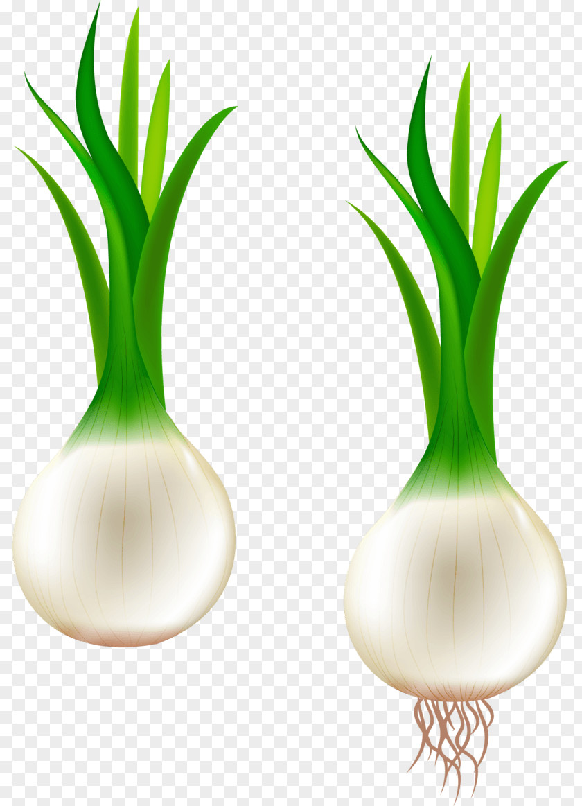 Narcissus Garlic Vector Graphics Clip Art Scallion Shallot PNG