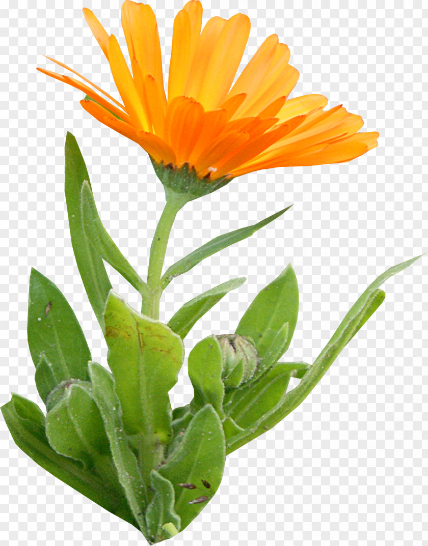 Parsley Calendula Officinalis Annual Plant Daisy Family Flower PNG