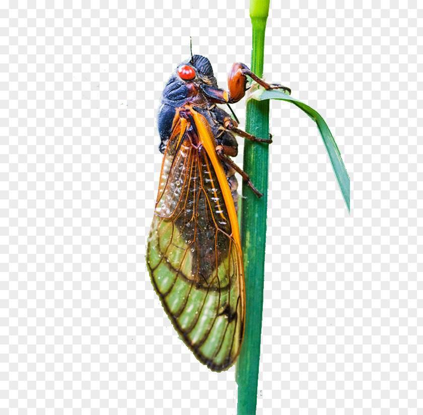 Colored Insect Cicadas Cicadidae Computer File PNG