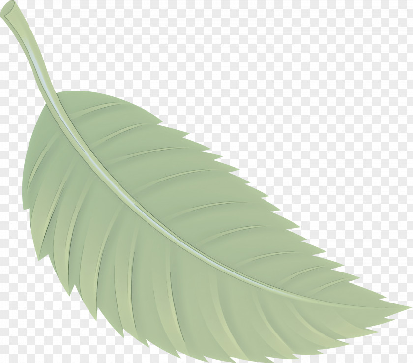 Feather PNG