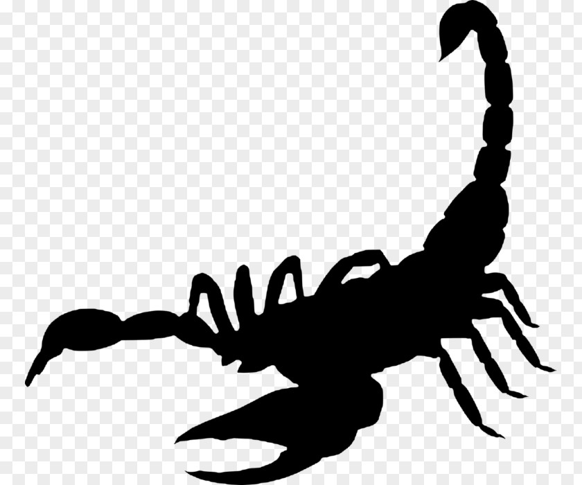 Scorpion Sting The PNG