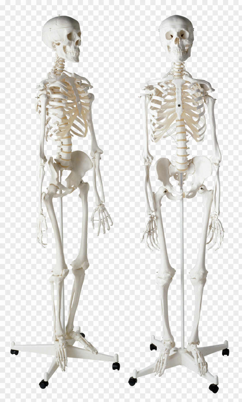 Skeleton Human Homo Sapiens Bone PNG